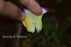 Christisonia tubulosa